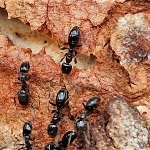 Anonychomyrma sp. (genus) at Kingsdale, NSW - 25 Nov 2024