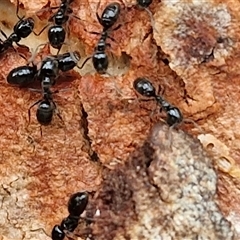 Anonychomyrma sp. (genus) at Kingsdale, NSW - 25 Nov 2024 08:11 AM