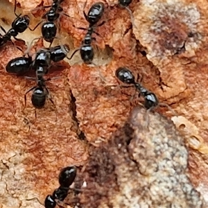 Anonychomyrma sp. (genus) at Kingsdale, NSW - 25 Nov 2024