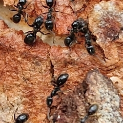 Anonychomyrma sp. (genus) at Kingsdale, NSW - 25 Nov 2024