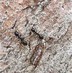 Anonychomyrma sp. (genus) at Kingsdale, NSW - 25 Nov 2024