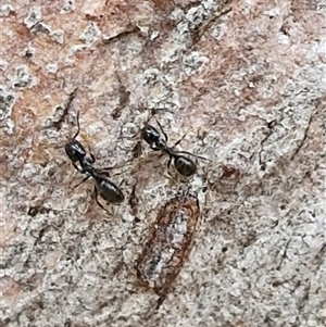 Anonychomyrma sp. (genus) at Kingsdale, NSW - 25 Nov 2024 08:11 AM