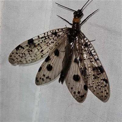 Archichauliodes (Riekochauliodes) guttiferus (Dobsonfly or Fishfly) at Braidwood, NSW - 25 Nov 2024 by MatthewFrawley