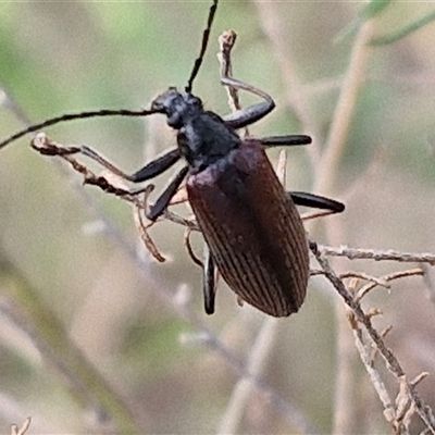 Homotrysis cisteloides (Darkling beetle) at Kingsdale, NSW - 25 Nov 2024 by trevorpreston