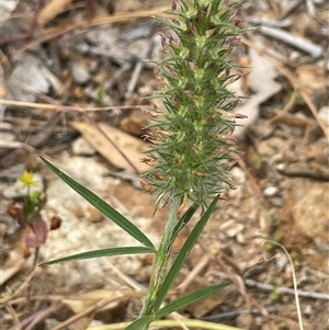 Trifolium angustifolium (Narrowleaf Clover) at Bookham, NSW by JaneR