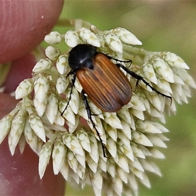 Phyllotocus rufipennis (Nectar scarab) at Kingsdale, NSW - 24 Nov 2024 by trevorpreston