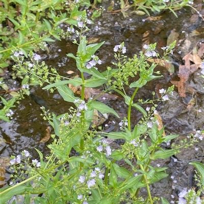 Veronica anagallis-aquatica (Blue Water Speedwell) at Bookham, NSW - 25 Nov 2024 by JaneR