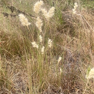 Rytidosperma sp. (Wallaby Grass) at Wamboin, NSW by Komidar