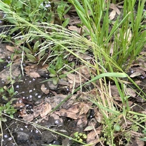 Lachnagrostis filiformis (Blown Grass) at Bookham, NSW by JaneR