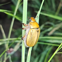 Anoplognathus hirsutus (Hirsute Christmas beetle) at Braidwood, NSW - 25 Nov 2024 by MatthewFrawley