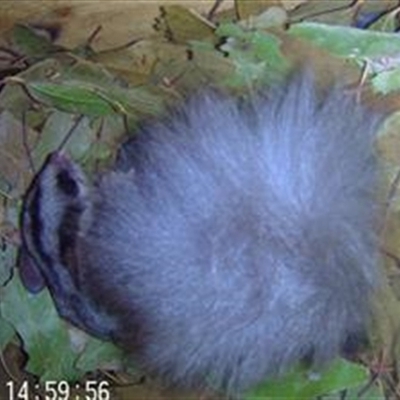 Petaurus norfolcensis (Squirrel Glider) at Wirlinga, NSW - 26 Nov 2024 by AlburyCityEnviros