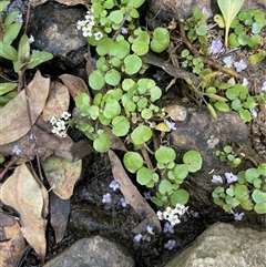 Rorippa nasturtium-aquaticum (Watercress) at Bookham, NSW - 25 Nov 2024 by JaneR