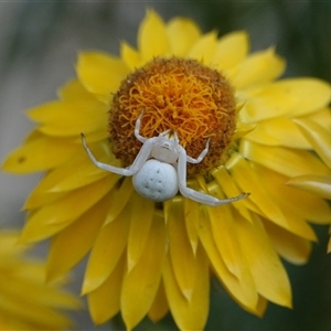 Thomisus spectabilis (Spectacular Crab Spider) at Hall, ACT by Anna123