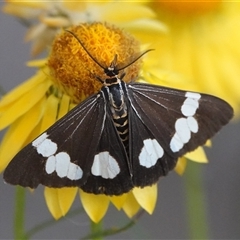 Nyctemera amicus (Senecio Moth, Magpie Moth, Cineraria Moth) at Hall, ACT - 25 Nov 2024 by Anna123