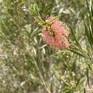 Callistemon sieberi (River Bottlebrush) at Bookham, NSW by JaneR