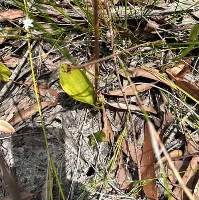 Dipodium variegatum (Blotched Hyacinth Orchid) at Lake Conjola, NSW - 26 Nov 2024 by lbradley