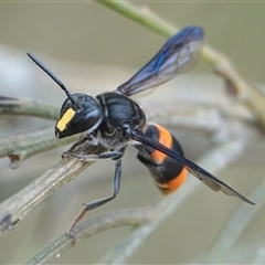 Hyleoides concinna (Wasp-mimic bee) at Hall, ACT - 23 Nov 2024 by Anna123