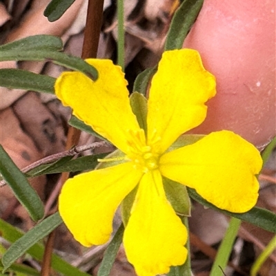 Hibbertia linearis at Lake Conjola, NSW - 26 Nov 2024 by lbradley