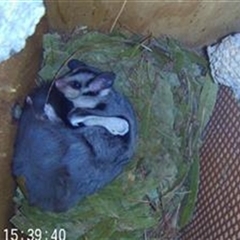 Petaurus norfolcensis (Squirrel Glider) at Table Top, NSW - 26 Nov 2024 by AlburyCityEnviros