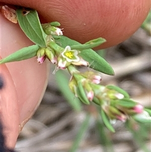 Polygonum aviculare at Pialligo, ACT - 26 Nov 2024