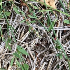 Polygonum aviculare at Pialligo, ACT - 26 Nov 2024