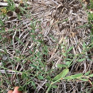 Polygonum aviculare at Pialligo, ACT - 26 Nov 2024