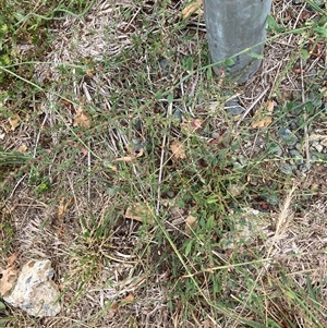 Polygonum aviculare at Pialligo, ACT - 26 Nov 2024