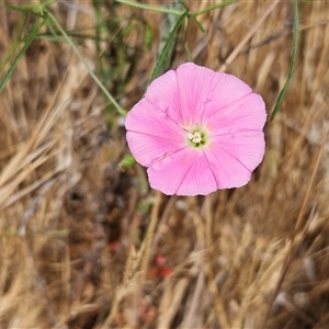 Convolvulus angustissimus subsp. angustissimus at Hawker, ACT - 25 Nov 2024 10:40 AM