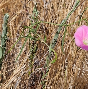 Convolvulus angustissimus subsp. angustissimus at Hawker, ACT - 25 Nov 2024 10:40 AM