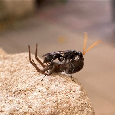 Fabriogenia sp. (genus) (Spider wasp) at Macarthur, ACT - 26 Nov 2024 by RAllen