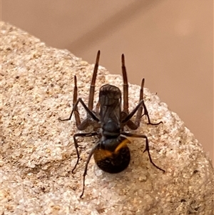 Fabriogenia sp. (genus) at Macarthur, ACT - 26 Nov 2024 04:06 PM
