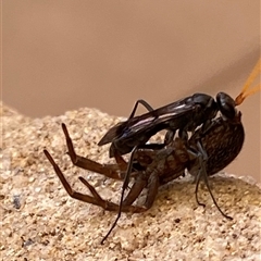 Fabriogenia sp. (genus) at Macarthur, ACT - 26 Nov 2024 04:06 PM