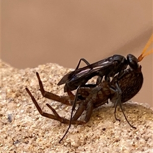 Fabriogenia sp. (genus) at Macarthur, ACT - 26 Nov 2024 04:06 PM