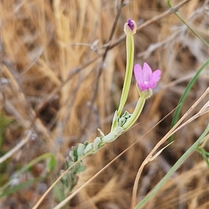 Epilobium billardiereanum subsp. cinereum at Hawker, ACT - 25 Nov 2024 10:41 AM