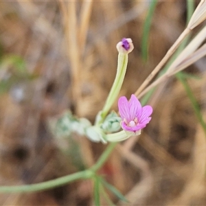 Epilobium billardiereanum subsp. cinereum at Hawker, ACT - 25 Nov 2024 10:41 AM