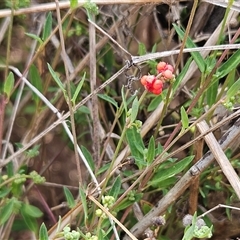 Einadia nutans subsp. nutans (Climbing Saltbush) at Hawker, ACT - 25 Nov 2024 by sangio7