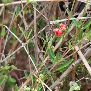 Einadia nutans subsp. nutans at Hawker, ACT - 25 Nov 2024 10:43 AM