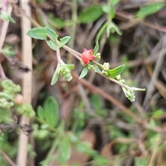 Einadia nutans subsp. nutans at Hawker, ACT - 25 Nov 2024 10:43 AM