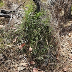 Einadia nutans subsp. nutans at Hawker, ACT - 25 Nov 2024