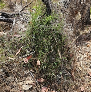 Einadia nutans subsp. nutans at Hawker, ACT - 25 Nov 2024 10:43 AM