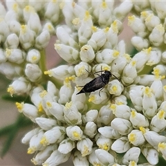 Mordella sp. (genus) (Pintail or tumbling flower beetle) at Hawker, ACT - 25 Nov 2024 by sangio7