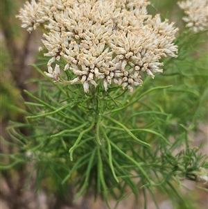 Cassinia aculeata subsp. aculeata (Dolly Bush, Common Cassinia, Dogwood) at Weetangera, ACT by sangio7