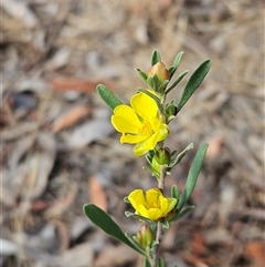 Hibbertia obtusifolia (Grey Guinea-flower) at Weetangera, ACT - 25 Nov 2024 by sangio7