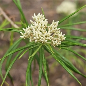 Cassinia longifolia (Shiny Cassinia, Cauliflower Bush) at Hawker, ACT by sangio7