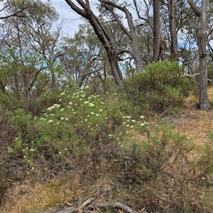 Cassinia longifolia at Hawker, ACT - 26 Nov 2024 09:01 AM