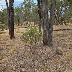 Cassinia longifolia (Shiny Cassinia, Cauliflower Bush) at Hawker, ACT - 25 Nov 2024 by sangio7