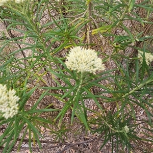 Cassinia longifolia at Hawker, ACT - 26 Nov 2024 09:10 AM