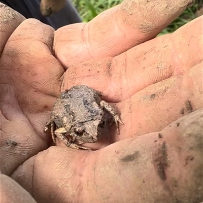 Unidentified Frog at Tullymorgan, NSW - 5 Nov 2024 by Tullymorgan1