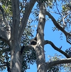 Phascolarctos cinereus (Koala) at Tullymorgan, NSW - 3 Nov 2024 by Tullymorgan1