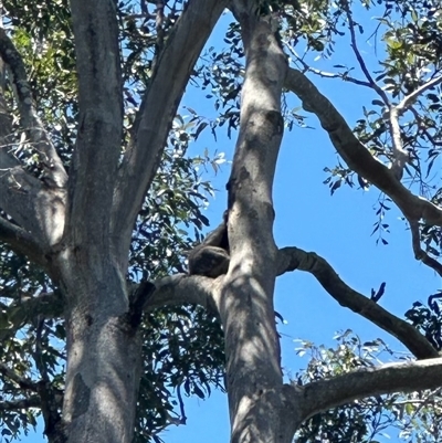 Phascolarctos cinereus (Koala) at Tullymorgan, NSW - 3 Nov 2024 by Tullymorgan1